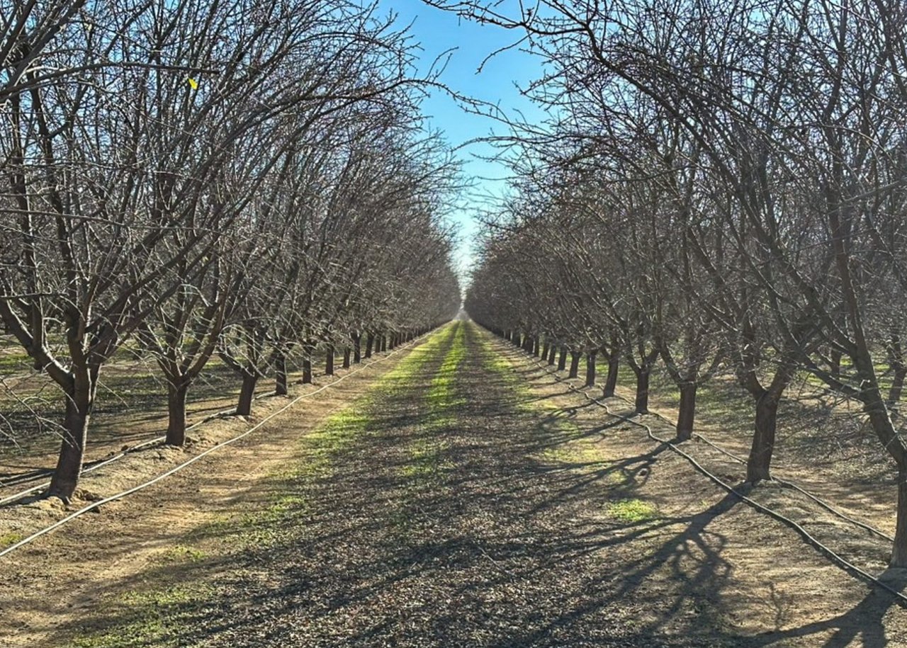 248.95 +/- Acres of Almonds & Pistachios in SWID
