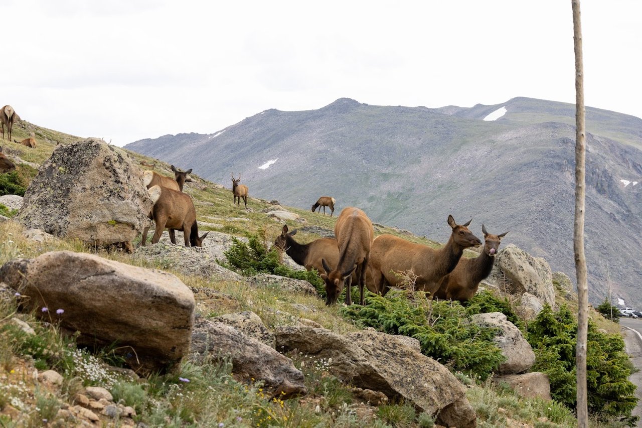 Where the Road Meets the Sky: Driving Trail Ridge Road
