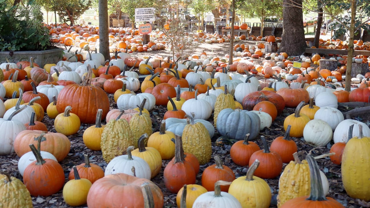 Fall Fun for the special needs family in mind!