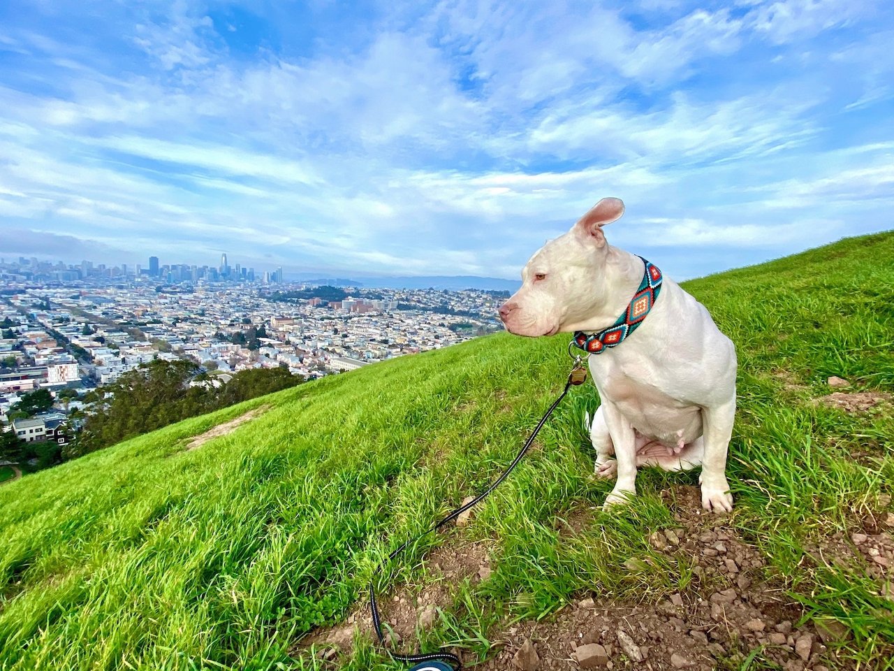 Cute dog on Bernal Hill looking out over the Mission and Downtown San Francisco