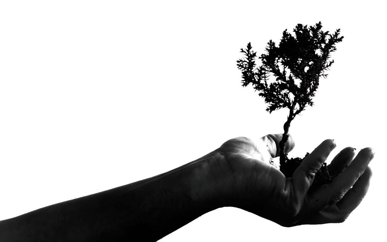 A hand holds a small sapling against a white background.