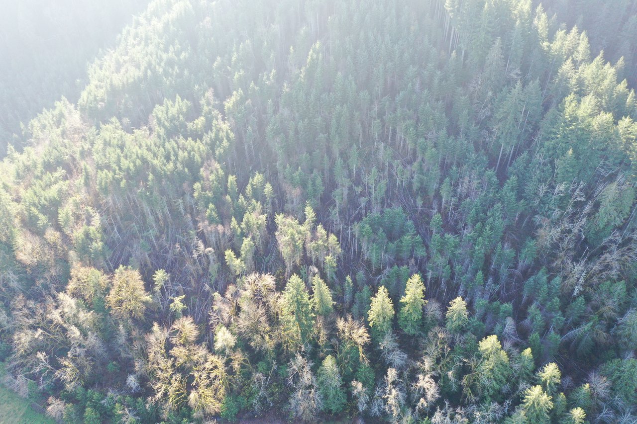 Rust Road Forest