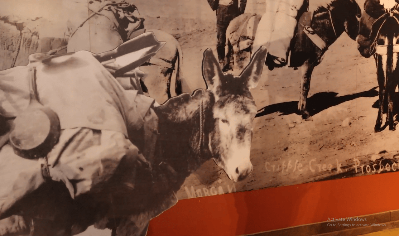 A Colorado Classic: Inside Cripple Creek’s Donkey Derby Days