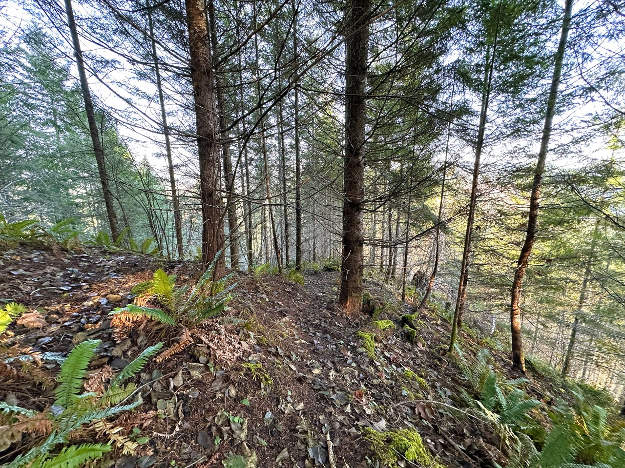 Rust Road Forest