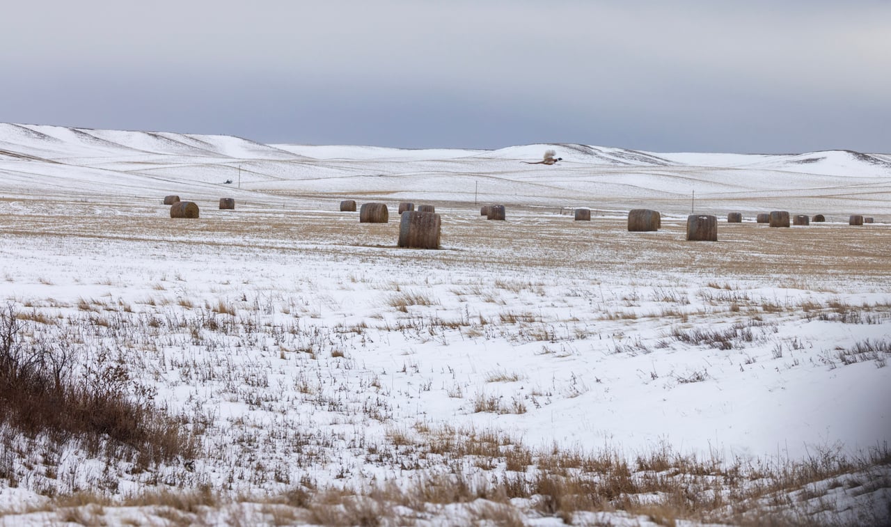 Blood Coulee Ranch