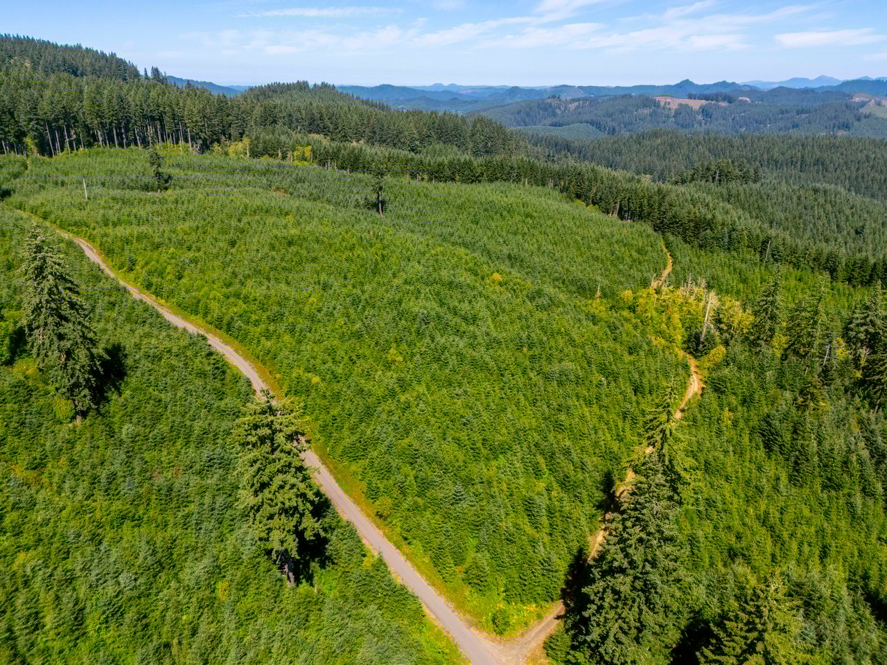 LINCOLN-HILLTOP TREEFARM Sealed Bid Offering 