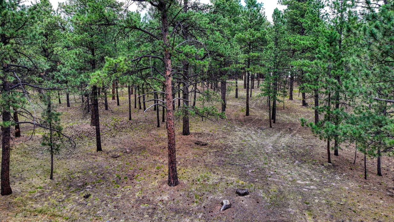 9950 Pine Park Trail