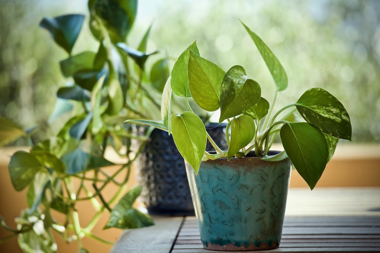 The Best Beginner Houseplants for Aspiring Plant Parents 