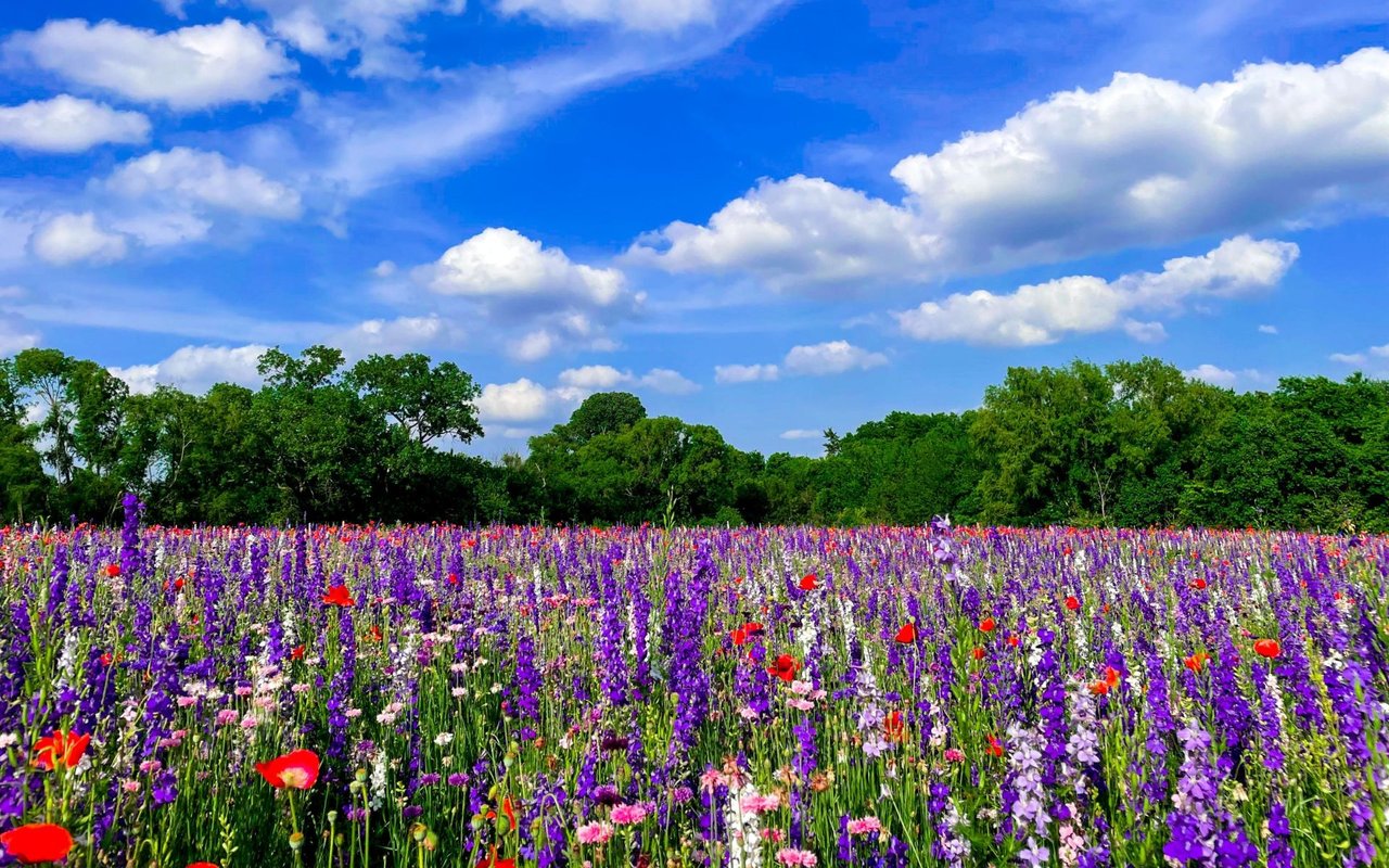 Flower Mound