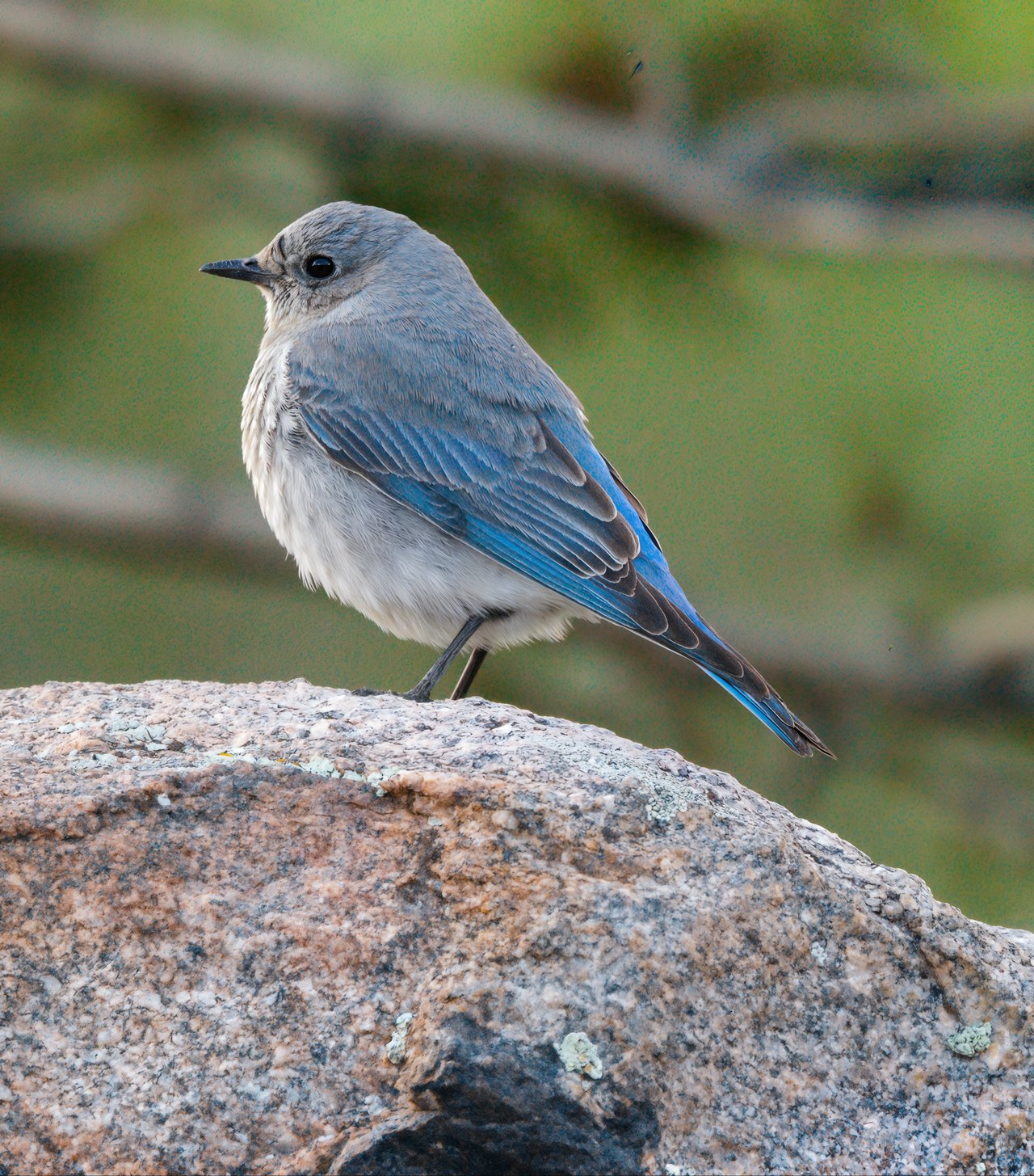 Into the Wild: Discovering Rocky Mountain National Park with Monica