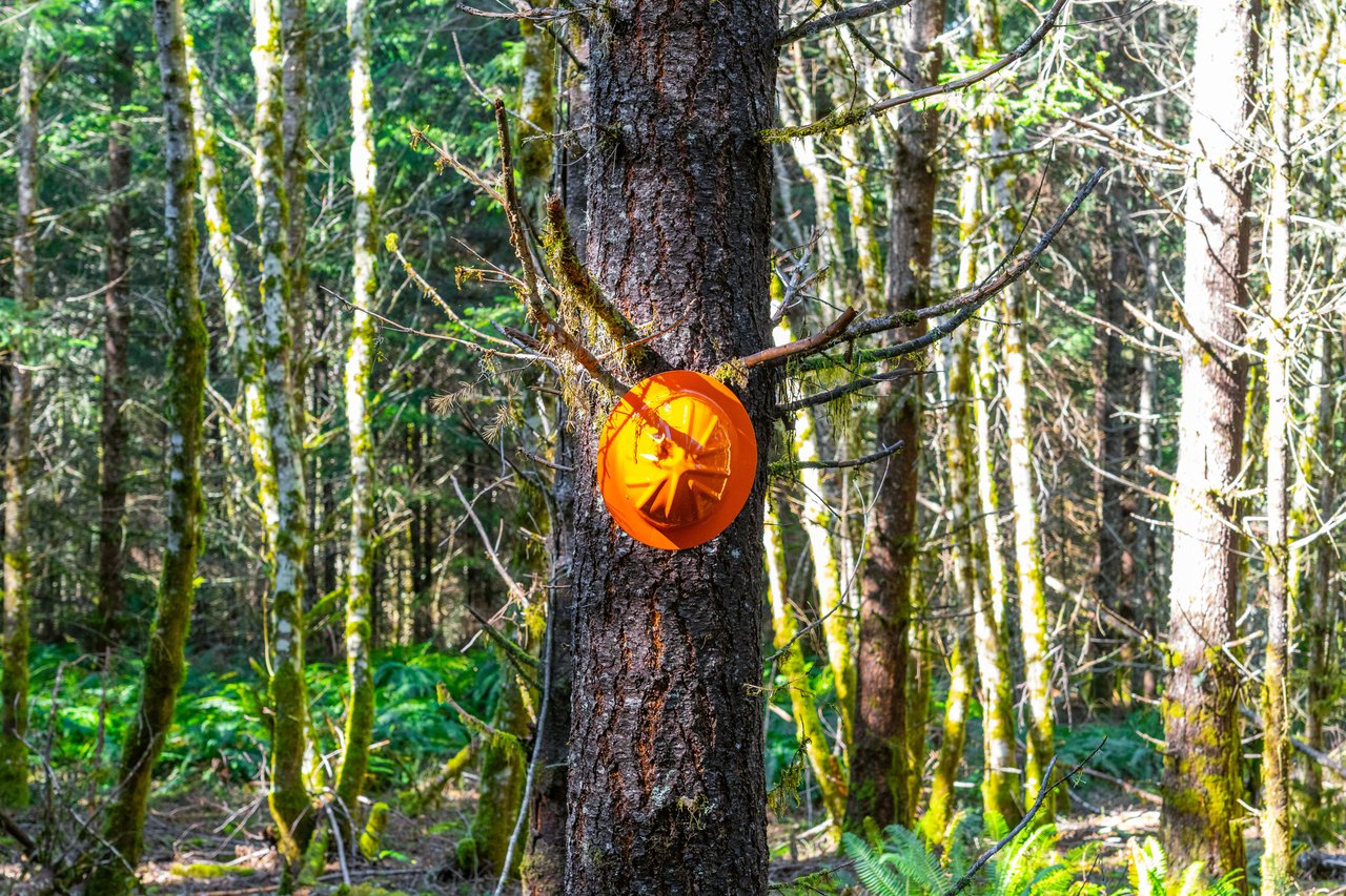 Marion Woods - Auction