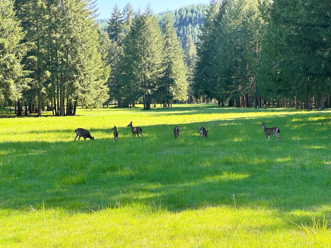 MOSBY CREEK FARM & FOREST