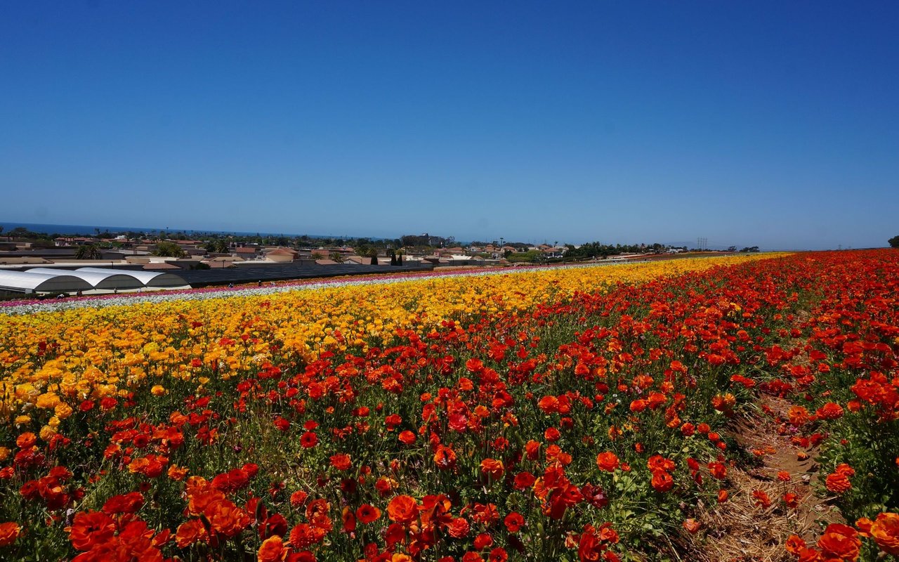 Carlsbad