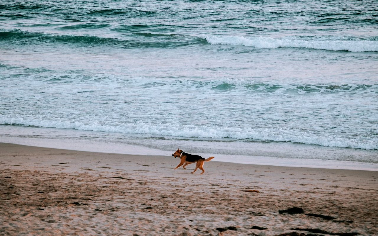 Fun with Your Dogs in Naples
