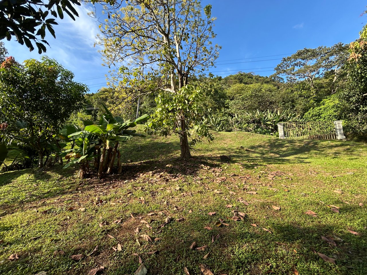 Commercial & Residential Property in Punta Mala with Producing Fruit Trees