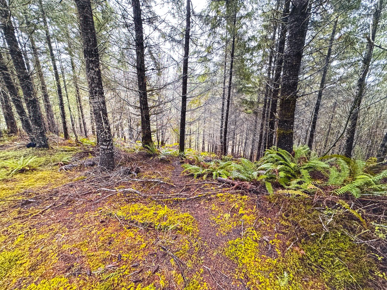 Coast Fork Woodland Meadows
