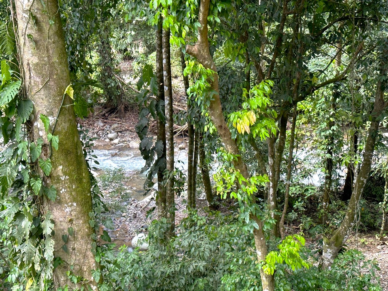 FIRE SALE! Jungle, Rivers, a Waterfall and Panoramic Ocean View