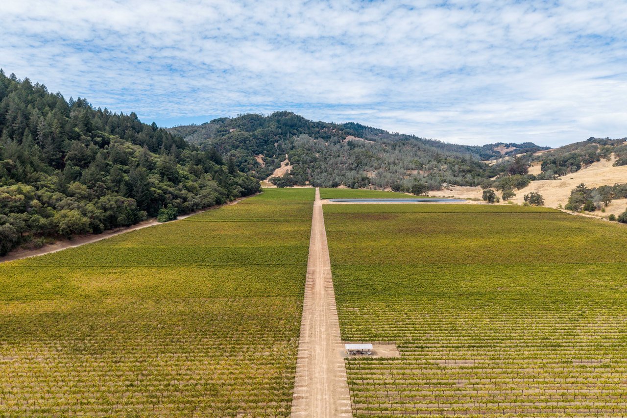 Valentine Vineyard