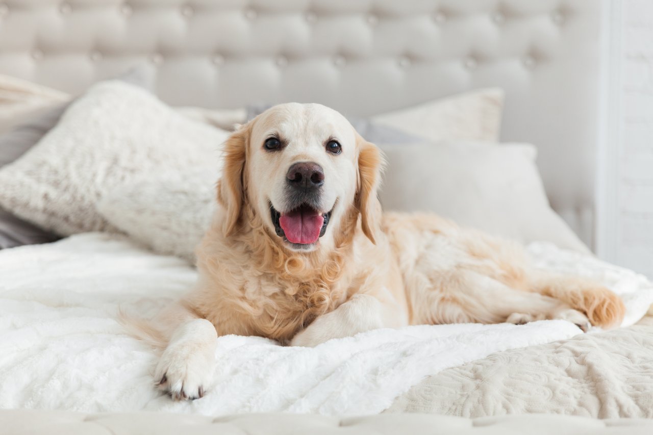 Discover Dog-Friendly Places in Naples, Florida