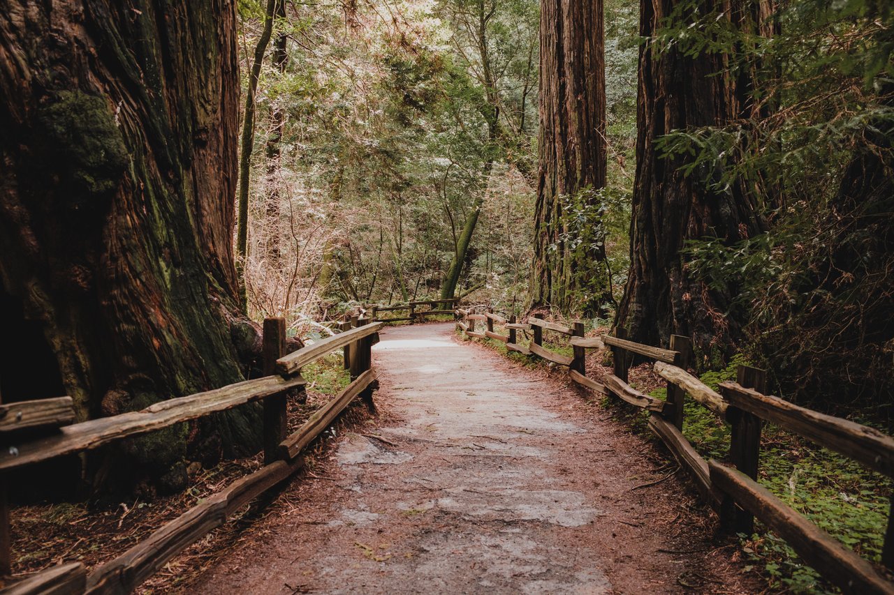 Trail with rustic railings winding between massive redwoods.