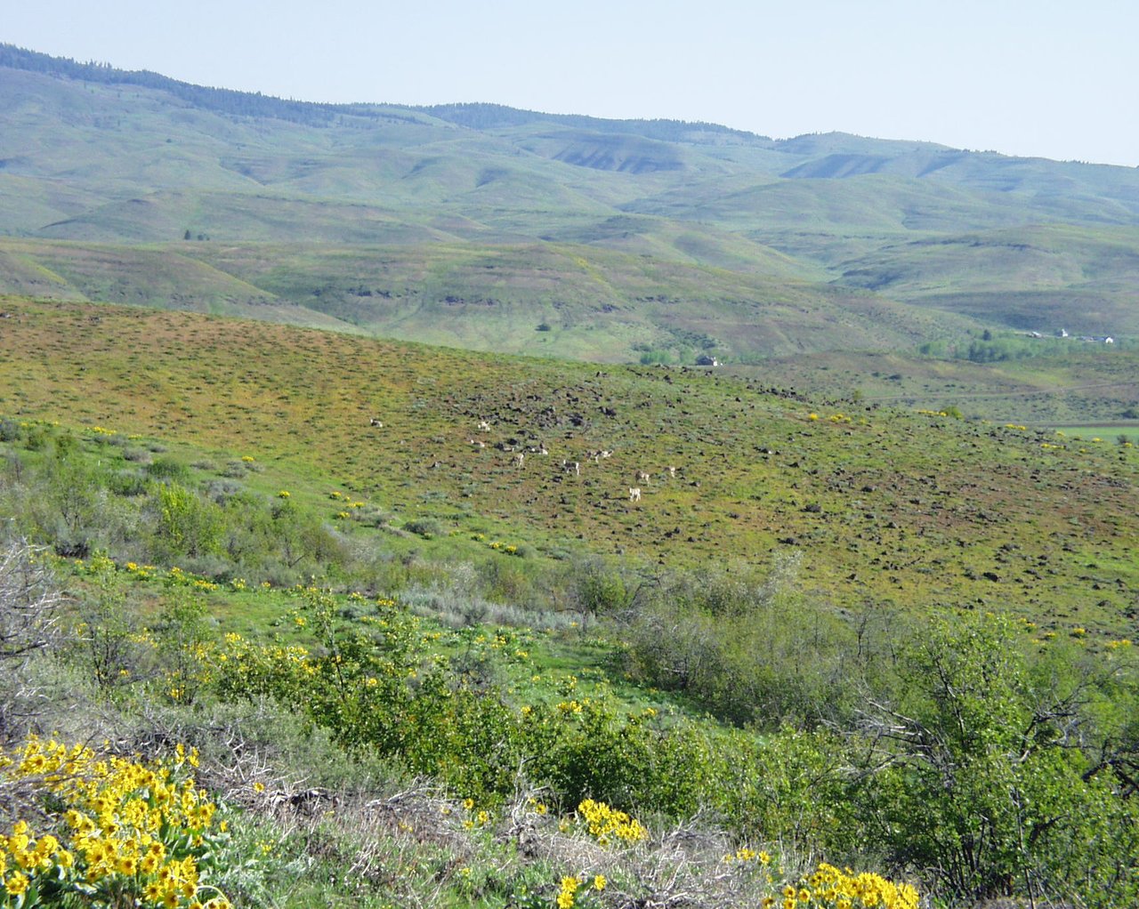 Cuddy Mountain Ranches