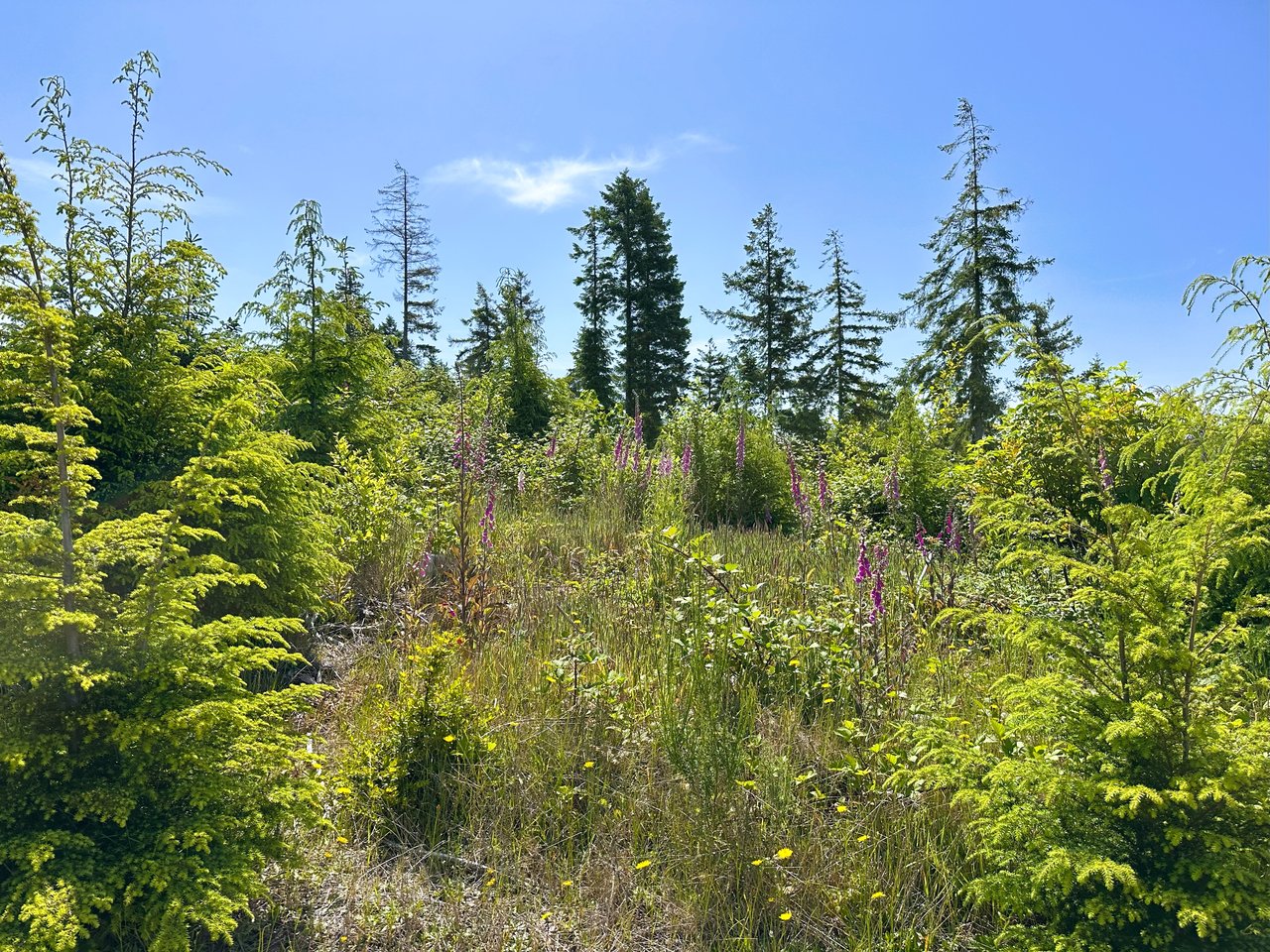 Alsea Estuary Forestland