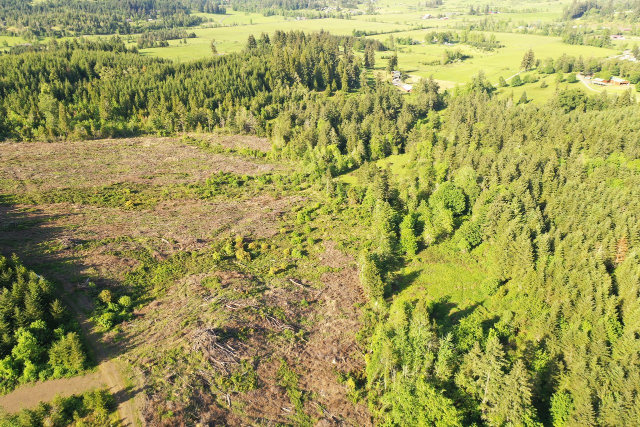 KIMBALL FOREST