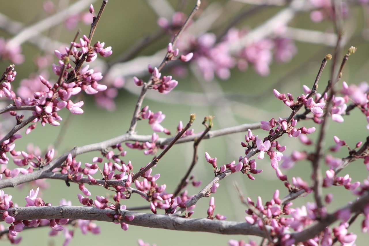 Spring in Full Bloom: Why April is the Perfect Time to Explore & Move in Oklahoma City
