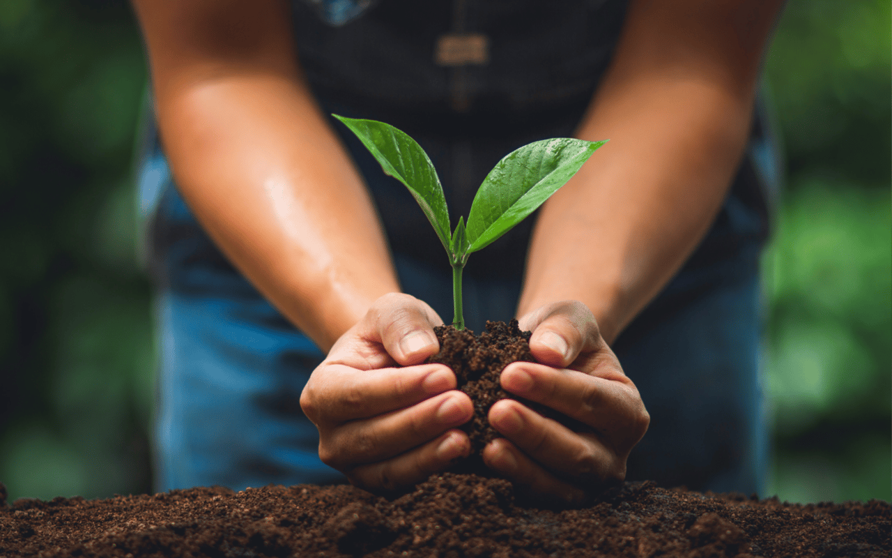 Plant a Tree, Boost Your Home Value