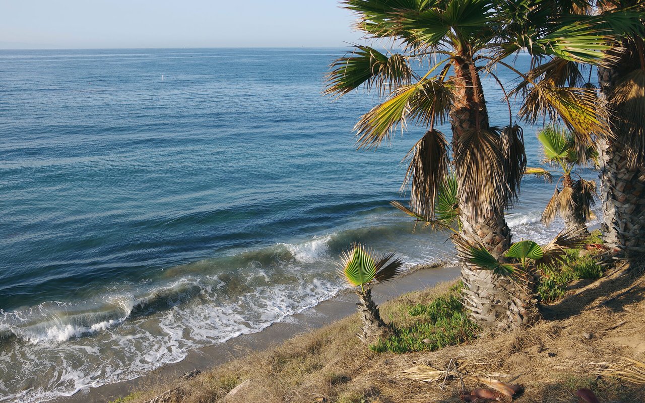 Ocean waves meet a narrow sandy beach lined with palm trees.