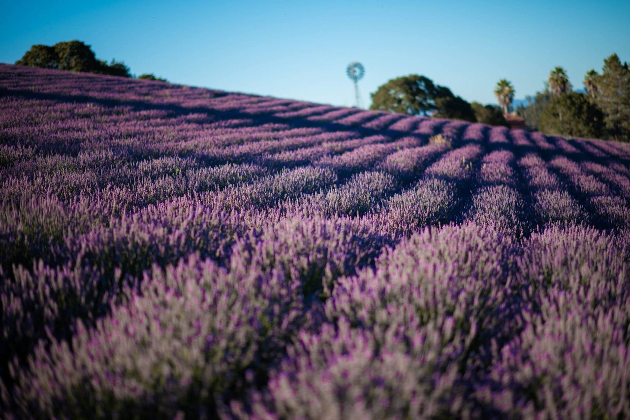 6 Serene Gardens in Sonoma County