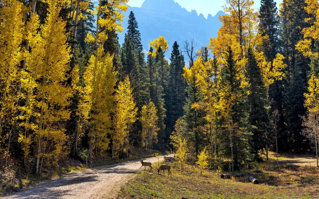 Ridgway