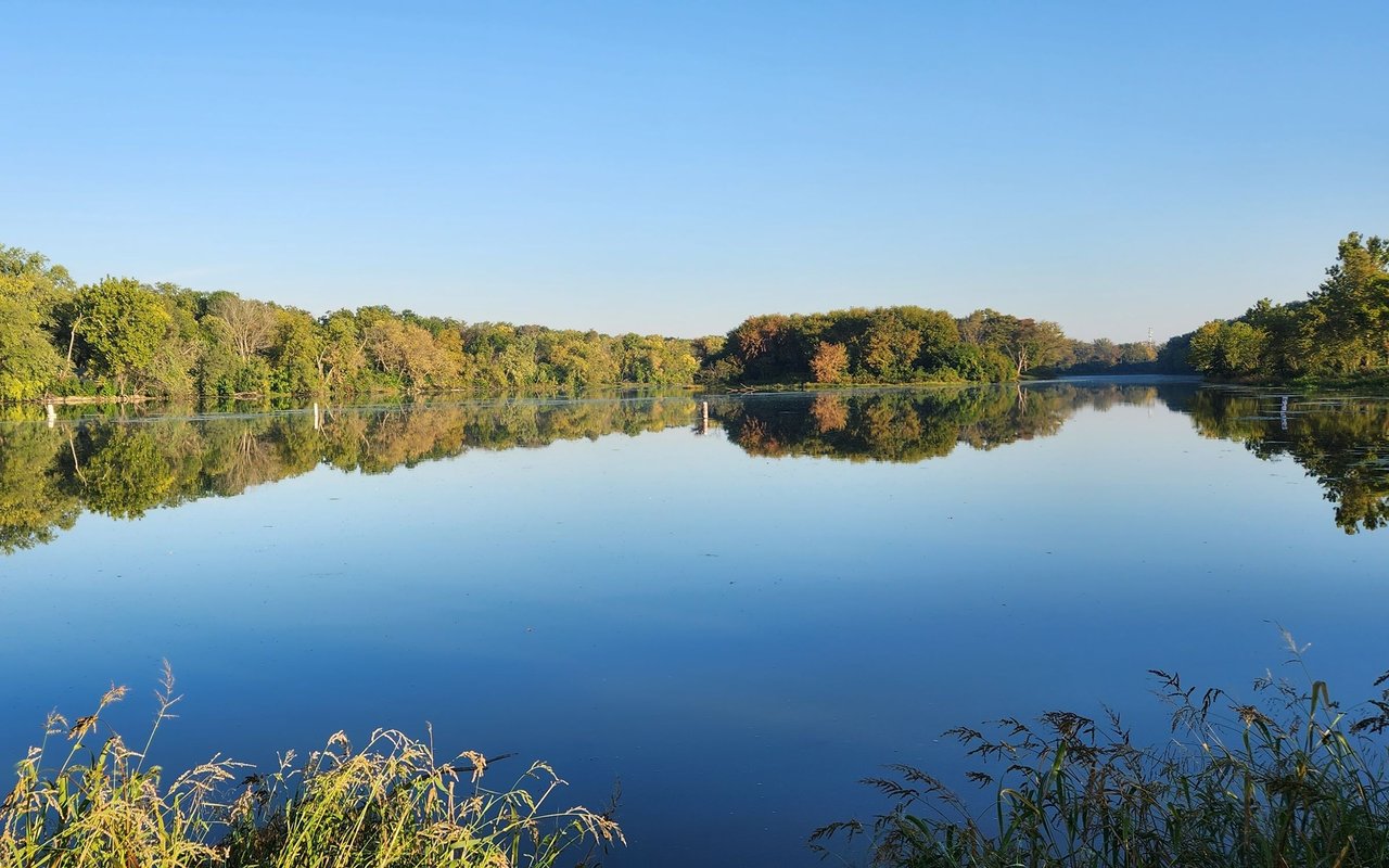 Still lake reflecting a tree-lined shore, with reeds in the foreground.