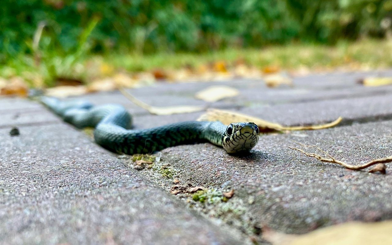 8 Of The Most Unexpected Things US Homeowners Found In Their Properties