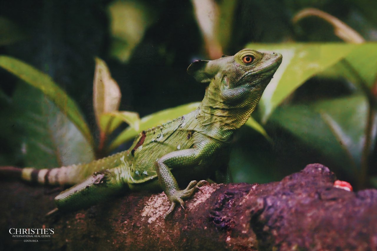 Finca Isla Rainforest Retreat – A Rare Income-Producing Paradise
