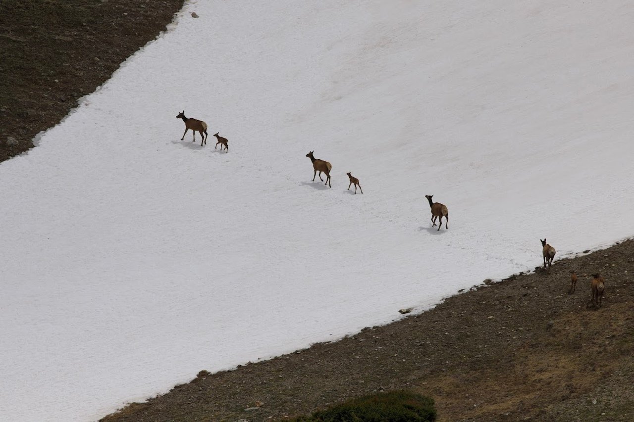 Where the Road Meets the Sky: Driving Trail Ridge Road