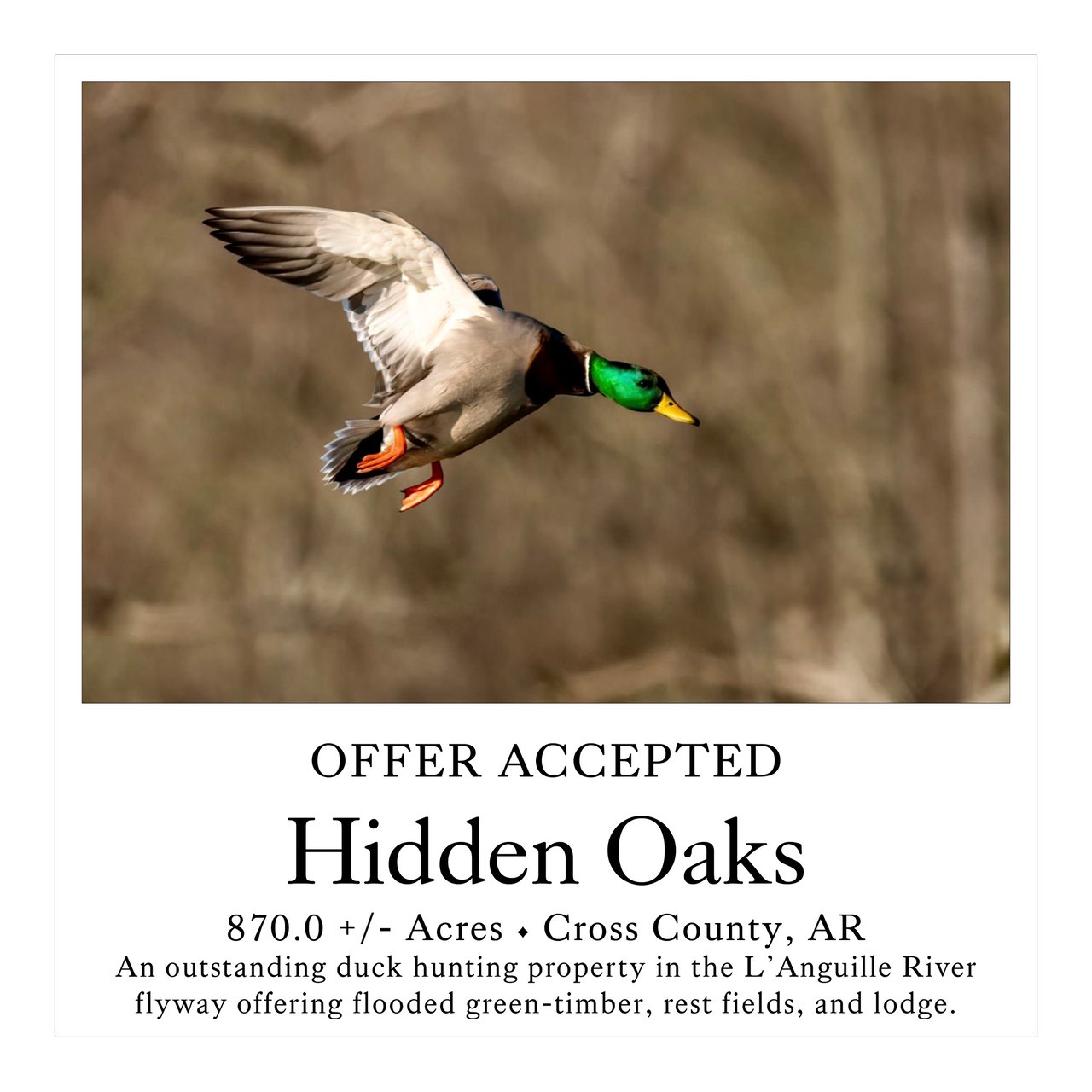 Hidden Oaks