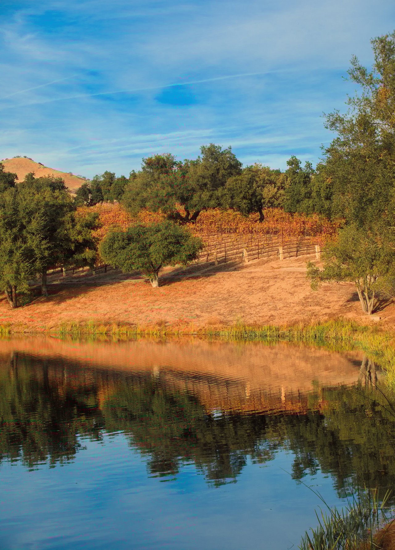 Rancho la Zaca
