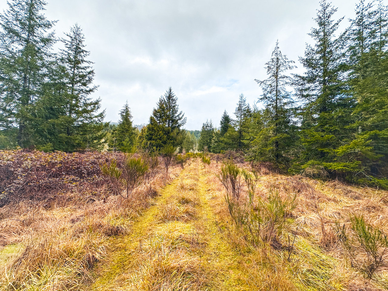 Coast Fork Woodland Meadows