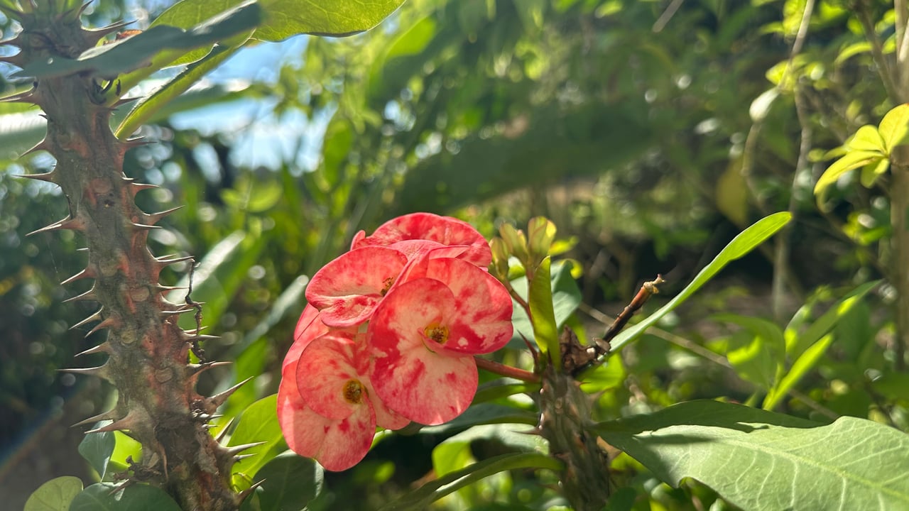 Breeze, Trees, and Monkeys - Your Affordable Costa Rican Haven