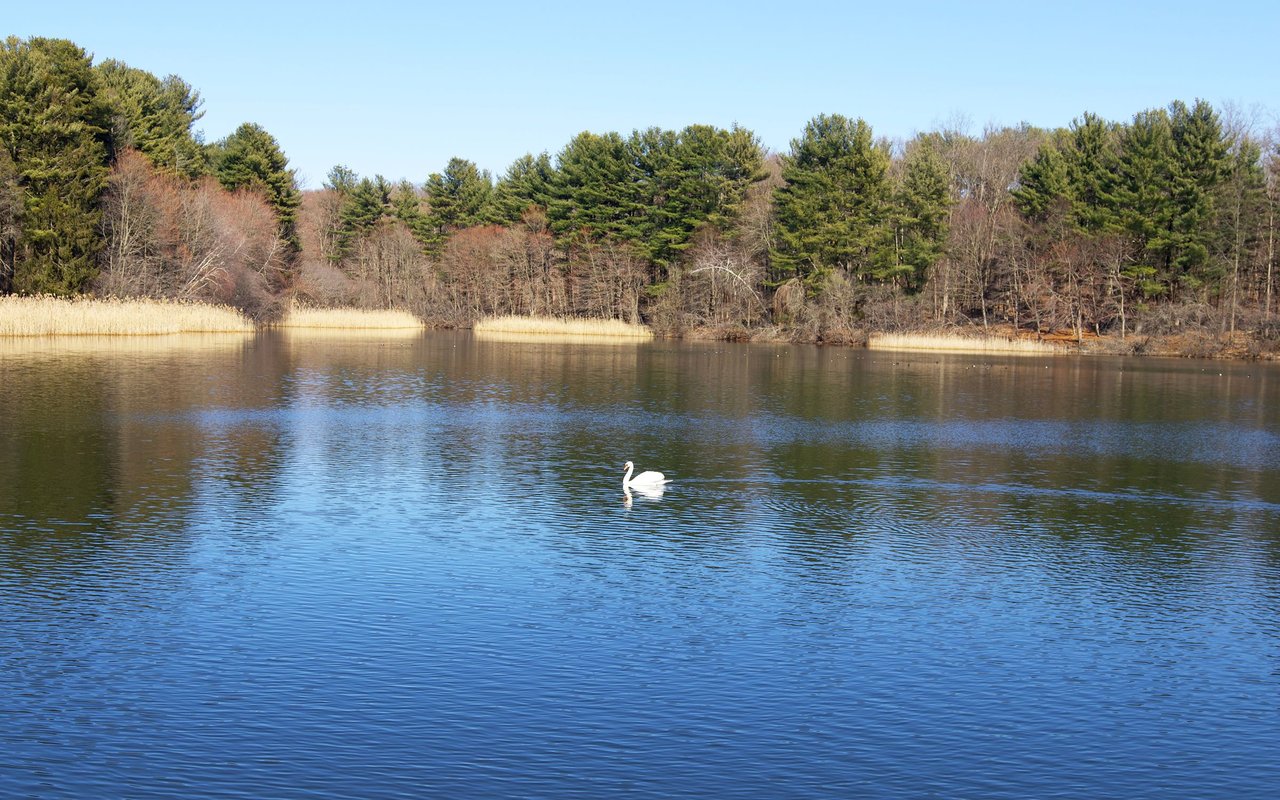 A white swan glides across a pond bordered by reeds and leafless trees.