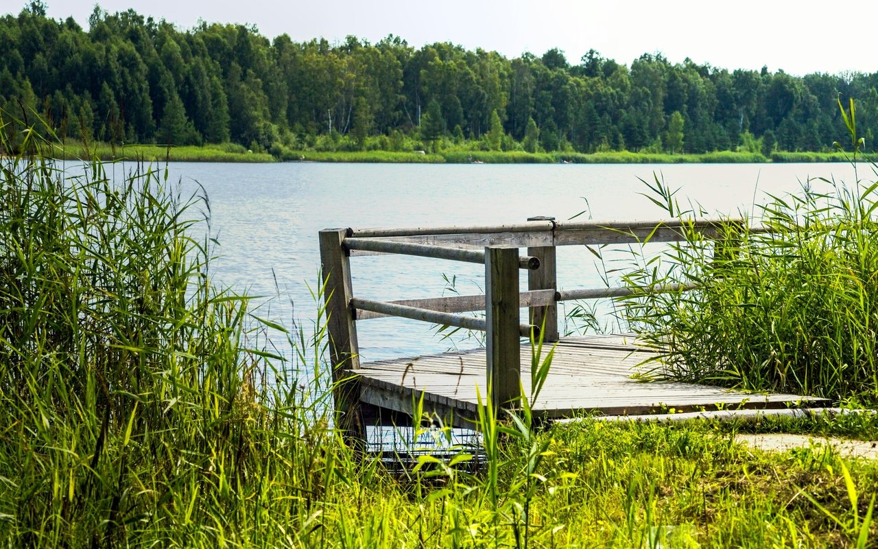 Wooden dock on a calm lake, surrounded by reeds and a wooded shoreline.
