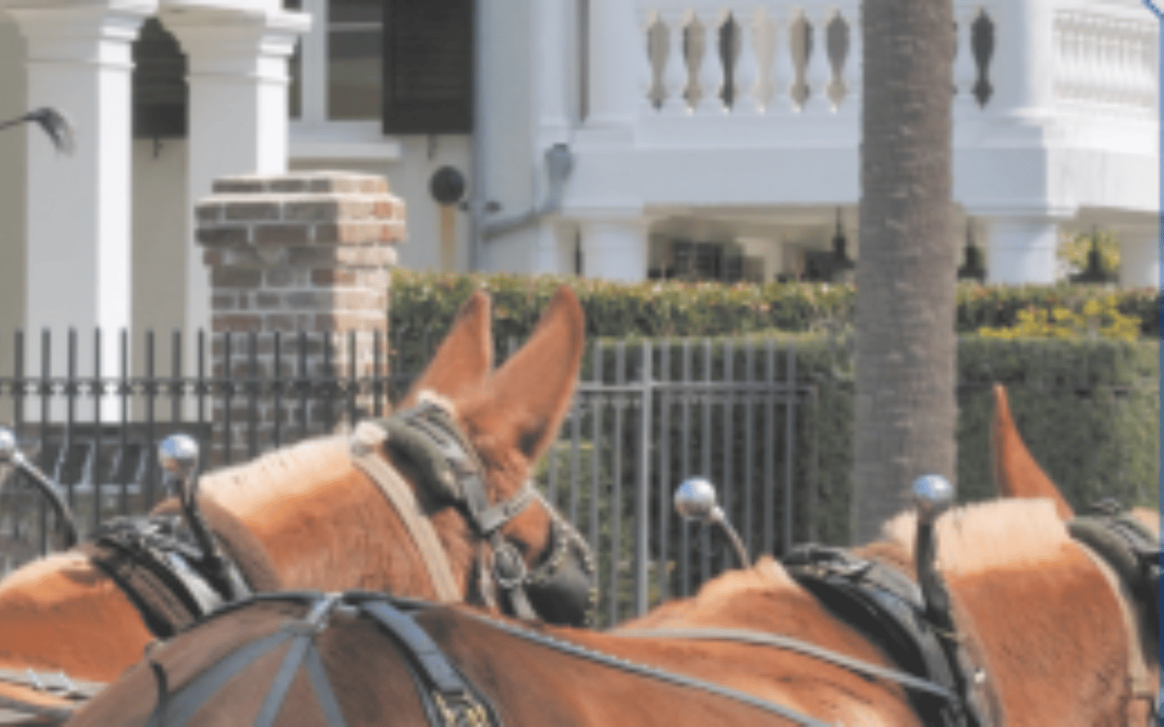 Charleston's Cultures and Traditions