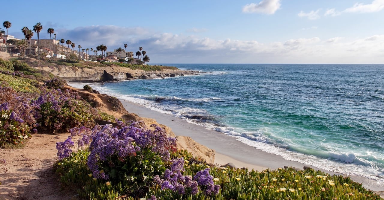 Coastal bluff with purple wildflowers overlooking the ocean.