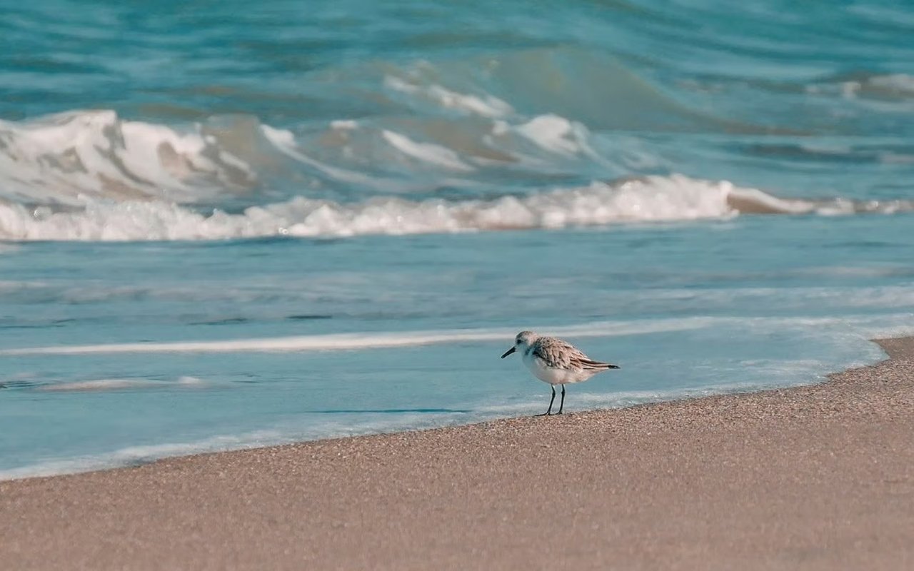 5 Little-Known Hilton Head Facts