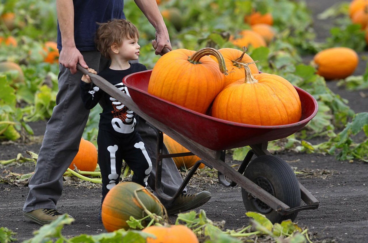 The Ultimate Guide to Sonoma County Pumpkin Patches in 2025