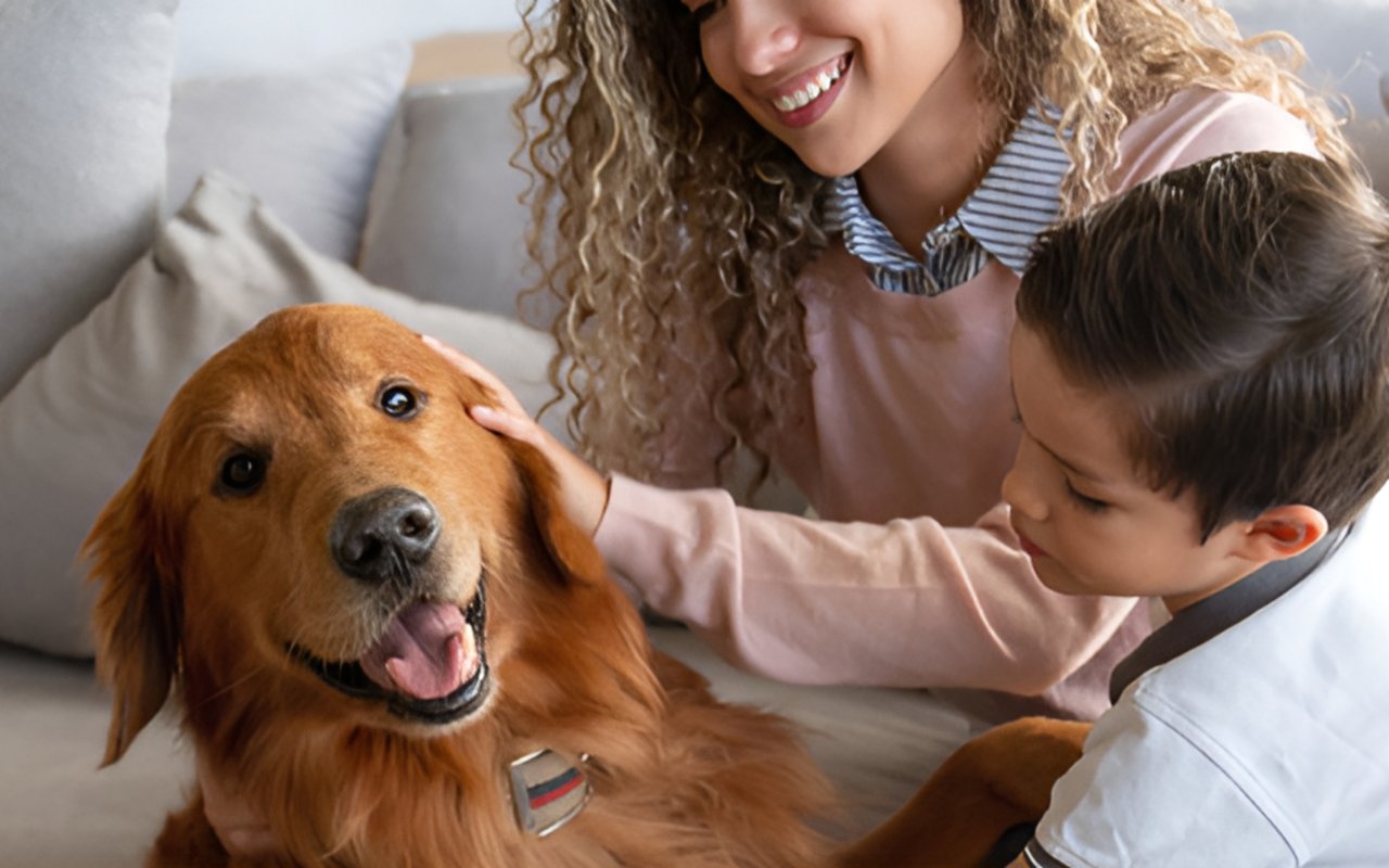 Pet-Friendly Properties – How to Find the Right Home for You and Your Furry Friends
