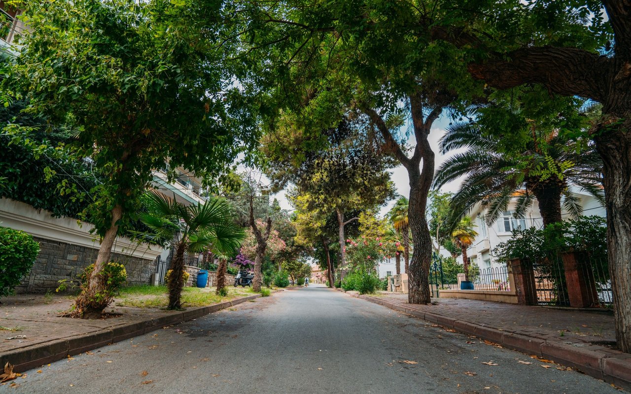 Tree-lined residential street in Moca, shaded by mature trees and palms beside homes and sidewalks.