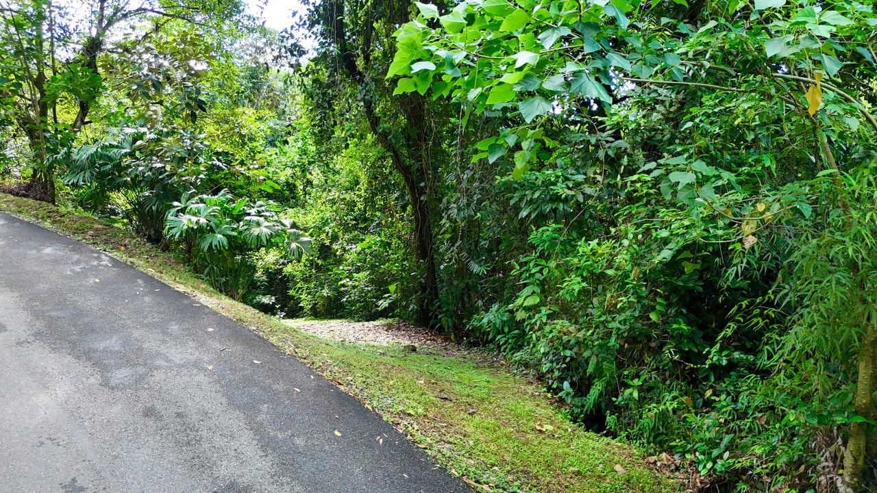 Selva Vista Estate – 5.9 Acres of Wild Beauty