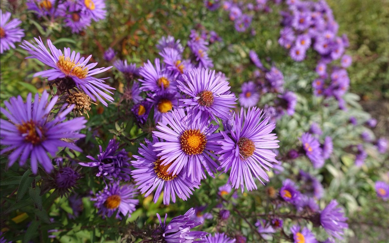 The Biggest Landscaping Trends You Can Expect to See This Fall